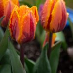 钱柜平台下载后如何快速上手使用及安全防护要点 mzk514s04b