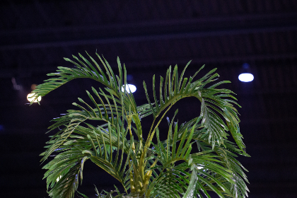 银河平台的优势与挑战：企业如何有效利用新兴技术